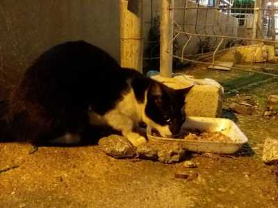 ...carne e croccantini che versa sui vassoi di polistirolo nascosti sotto ai cespugli